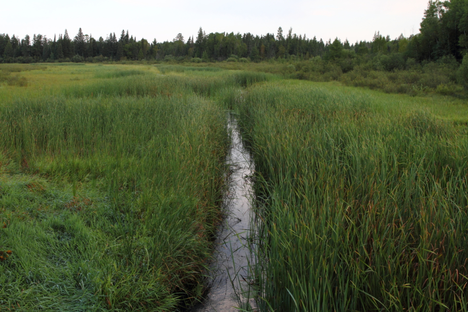 The Mississippi near its source