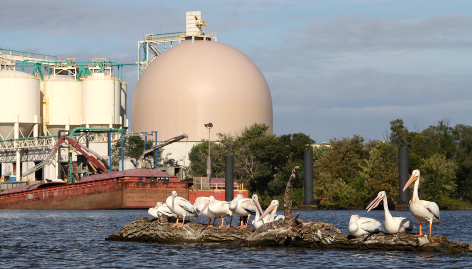 American white pelicans