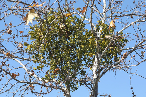 Mistletoe