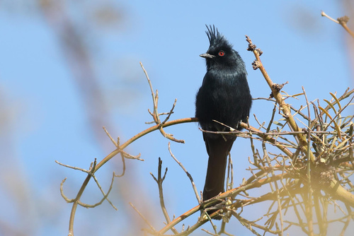 Phainopepla